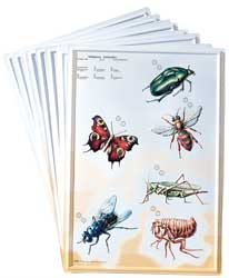 3D General Zoology Charts - Invertebrates