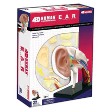 Load image into Gallery viewer, Ear: 4D Vision Human Ear Anatomy Model
