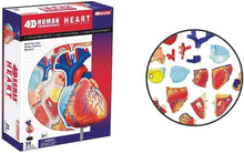 Load image into Gallery viewer, Heart: 4D Vision Human Heart Anatomy Model