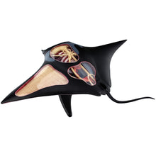 Load image into Gallery viewer, 4D Vision Manta Ray Model