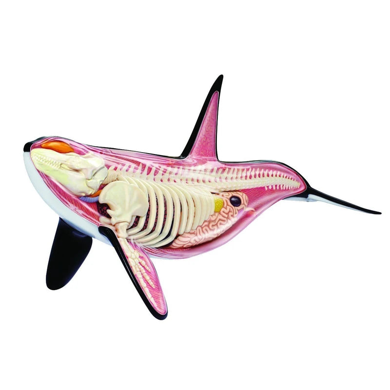 4D Vision Orca Model – The Science Bank