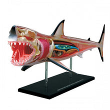 Load image into Gallery viewer, 4D Vision Shark Model - Classroom Set