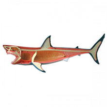 Load image into Gallery viewer, 4D Vision Shark Model - Classroom Set