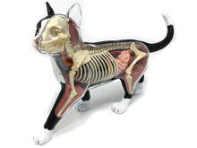 Load image into Gallery viewer, 4D Vision Cat Model - Classroom Set