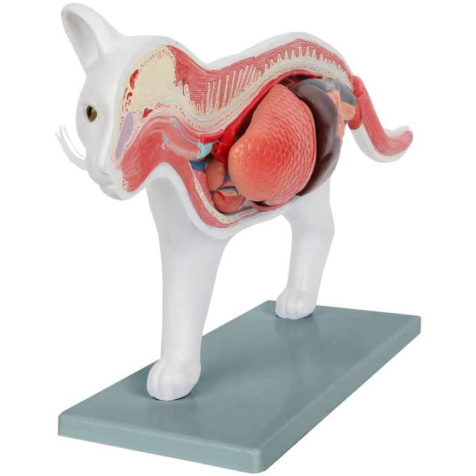Feline Anatomy Model