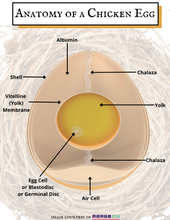 Load image into Gallery viewer, Hatching Kindness Project Set