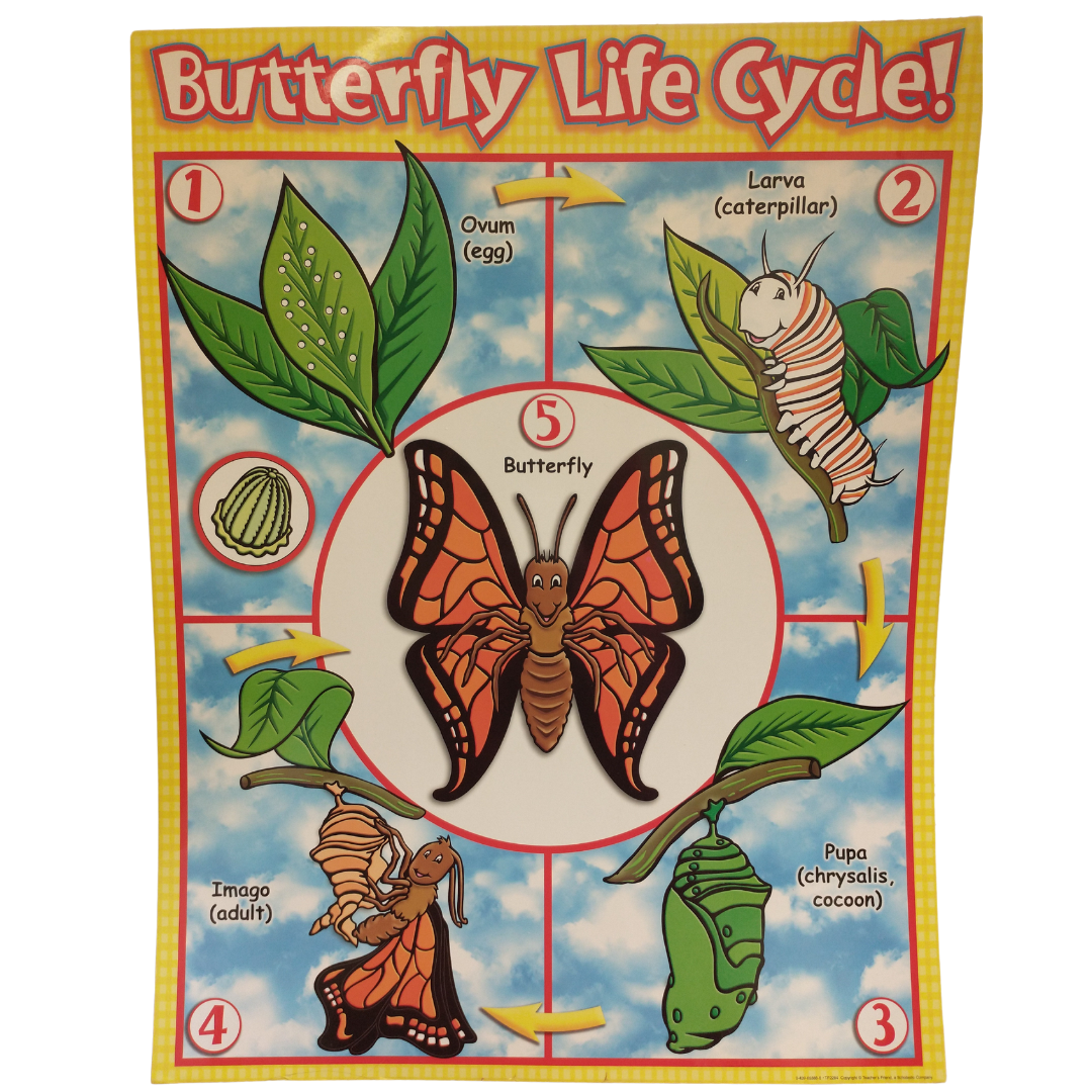 Butterfly Life Cycle Poster The Science Bank butterfly-life-cycle-poster-the-science-bank