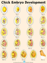 Load image into Gallery viewer, Hatching Kindness Project Set