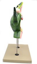 Load image into Gallery viewer, Eisco Jumbo Frog Dissection Model