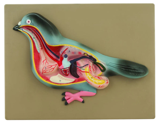 Eisco Pigeon Dissection Model