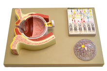 Load image into Gallery viewer, Eye: Human Eye Demonstration Model
