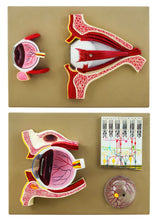 Load image into Gallery viewer, Eye: Human Eye Demonstration Model