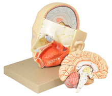 Load image into Gallery viewer, Introductory Human Head Dissection Model