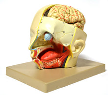 Load image into Gallery viewer, Introductory Human Head Dissection Model