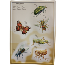 Load image into Gallery viewer, 3D General Zoology Charts - Invertebrates
