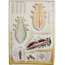 Load image into Gallery viewer, 3D General Zoology Charts - Invertebrates
