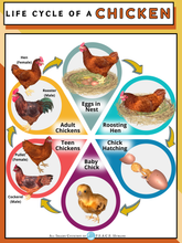 Load image into Gallery viewer, Hatching Kindness Project Set