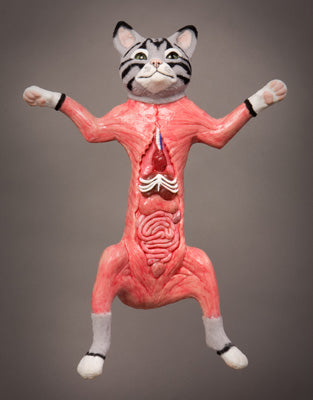 Dissected Cat Model