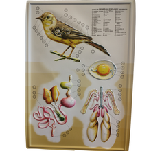 Load image into Gallery viewer, 3D General Zoology Charts - Vertebrates
