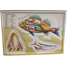 Load image into Gallery viewer, 3D General Zoology Charts - Vertebrates
