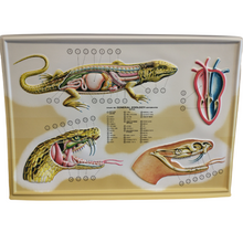 Load image into Gallery viewer, 3D General Zoology Charts - Vertebrates
