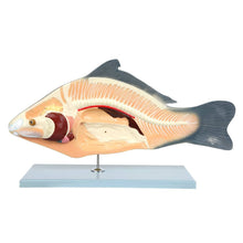 Load image into Gallery viewer, Carp Fish Anatomy Model
