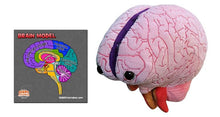 Load image into Gallery viewer, Brain: Stuffed Brain Model - Classroom Set