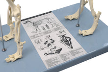 Load image into Gallery viewer, Dog Skeleton Model