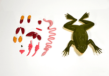 Load image into Gallery viewer, Kind Frog™