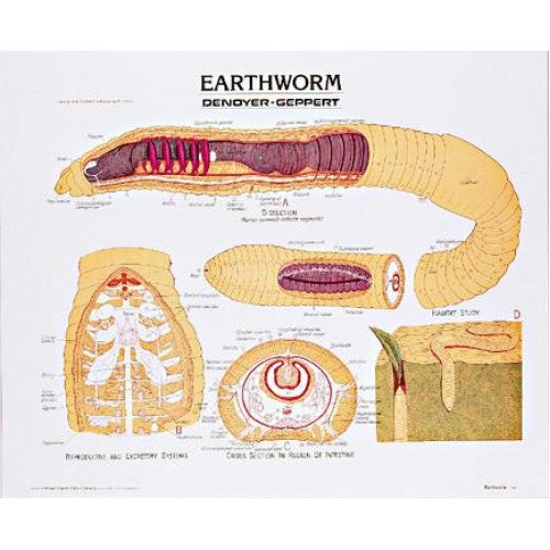 Earthworm Anatomy Panel