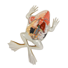 Load image into Gallery viewer, Great American Bullfrog