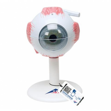 Load image into Gallery viewer, Eye: Eye Model, 3x Full Size, 6 part
