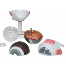 Load image into Gallery viewer, Eye: Eye Model, 3x Full Size, 6 part