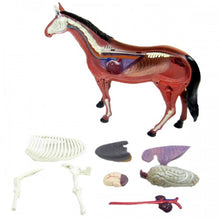 Load image into Gallery viewer, 4D Vision Horse Model
