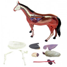 Load image into Gallery viewer, 4D Vision Horse Model