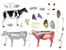 Load image into Gallery viewer, 4D Vision Cow Model