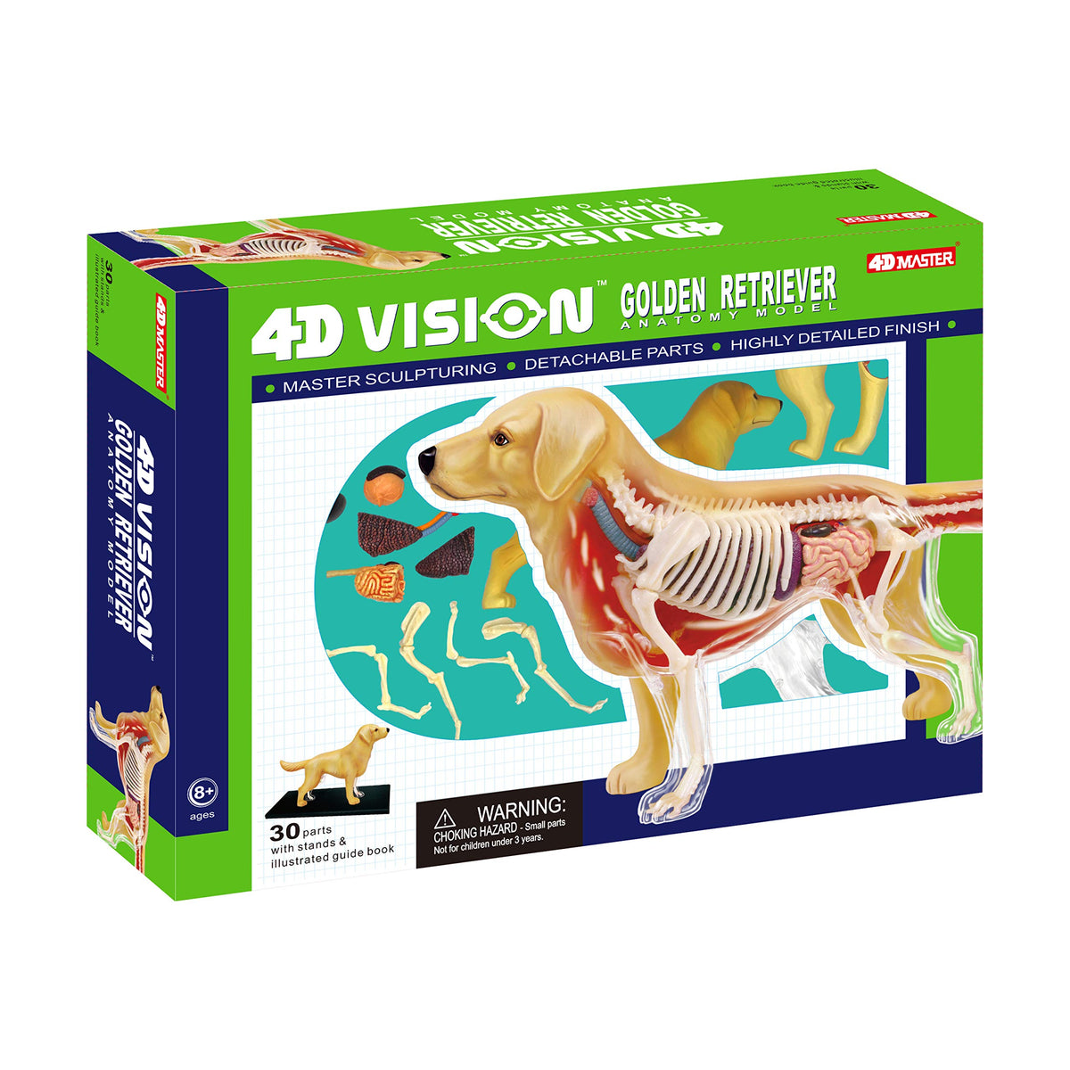 4D Vision Golden Retriever Dog Model – The Science Bank
