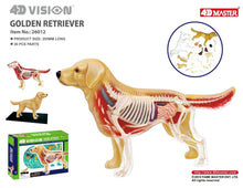 Load image into Gallery viewer, 4D Vision Golden Retriever Dog Model
