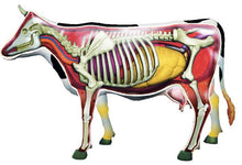 Load image into Gallery viewer, 4D Vision Cow Model