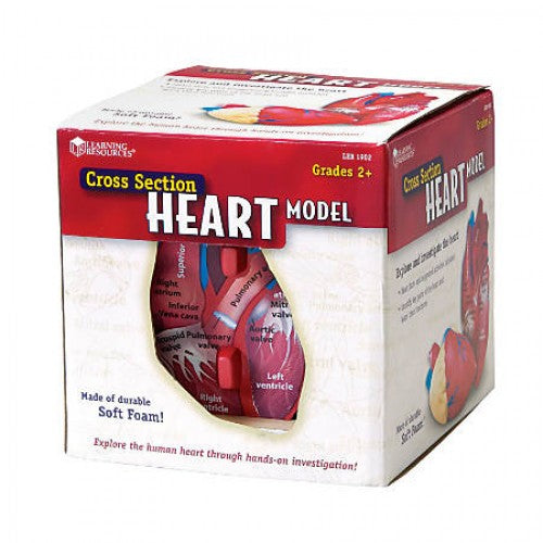 Cross Section Human Heart Model