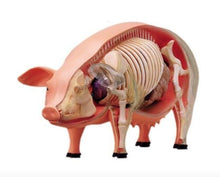 Load image into Gallery viewer, 4D Vision Pig Model
