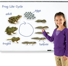 Load image into Gallery viewer, Frog Life Cycle Giant Magnet Set

