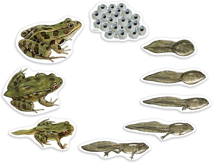 Frog Life Cycle Giant Magnet Set