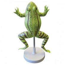 Load image into Gallery viewer, Altay Frog Dissection Model
