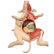 Load image into Gallery viewer, Altay Fetal Pig Model