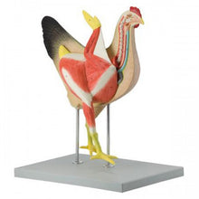 Load image into Gallery viewer, Altay Hen Model