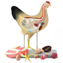 Load image into Gallery viewer, Altay Hen Model