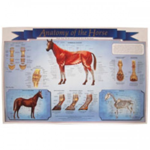 Anatomy of the Horse Poster