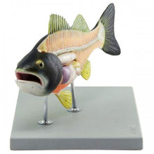 Load image into Gallery viewer, Altay Fish Dissection Model