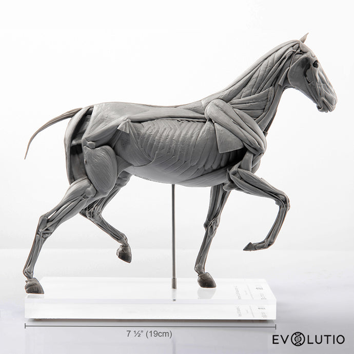 Horse Anatomical Figure